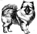 German spitz-wolfsspitz, keeshound \\\\\(Dog standard\\\\\)