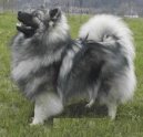 Deutscher spitz – Wolfspitz, Keeshound