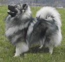 German spitz-wolfsspitz, keeshound \\\\\(Dog standard\\\\\)