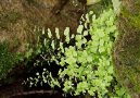 Adiantum