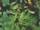 Adiantum