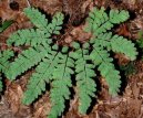 Adiantum