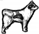 Norrbottenspets