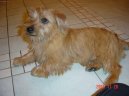 Norfolk terrier \(Dog standard\)