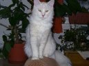 Norwegian Forest Cat