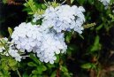 Plumbago auriculata