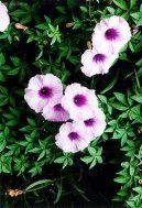 Plumbago auriculata
