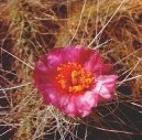 Opuntia