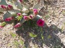 Opuntia