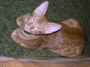 Oriental Shorthair \(Cat\)