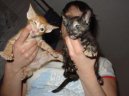 Oriental Shorthair \(Cat\)