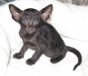 Oriental Shorthair \(Cat\)