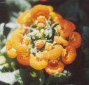 Pokojov rostliny: Jednolet > Pantoflek, kalceolrie, dmuloret (Calceolaria)