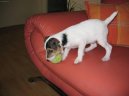 Parson Russel Terrier