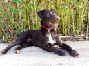 Patterdale terrier