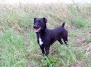 Patterdale Terrier