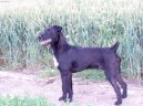 Patterdale Terrier