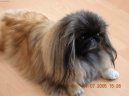 Pekingese, Pekinese, Peking Palasthound