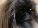 Pekingese, Pekinese, Peking Palasthound