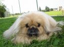 Pekingese, Pekinese, Peking Palasthound