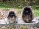 Pekingese, Pekinese, Peking Palasthound