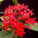 Pentas