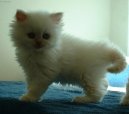 Persian cat