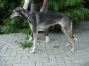 Chart Polski, Polish Greyhound