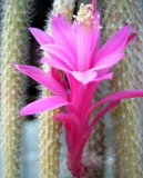 Aporocactus flagelliformis