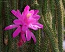 Aporocactus flagelliformis