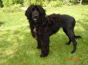 Cao de agua Portugus, Portuguese Water Dog