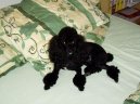 Poodle, Caniche