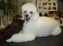 Poodle, Caniche