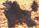 Poodle, Caniche