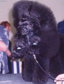 Poodle, Caniche