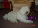 Puli \(Dog standard\)