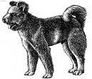 Pumi \(Dog standard\)