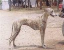 Rampur Greyhound