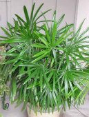 Pokojov rostliny: Palmy > Rhapis, palmenka nzk (Rhapis)