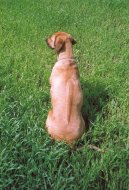 Rhodesian Ridgeback