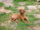 Rhodesian Ridgeback