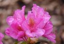 Rhododendron, Azalea