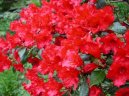 Rhododendron, Azalea