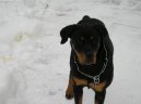 Rottweiler