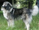 Romanian Sheepdog