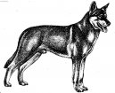 Saarlooswolfdog \\\\\(Dog standard\\\\\)