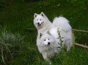 Samojedskaja Sobaka