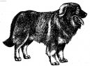 Jugoslavian herder \(sarplaninac\) \(Dog standard\)