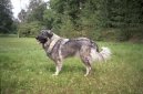 Jugoslavian herder \(sarplaninac\) \(Dog standard\)