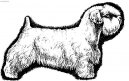 Sealyham Terrier